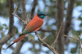Żołna szkarłatna - Merops nubicus - Northern Carmine Bee-eater