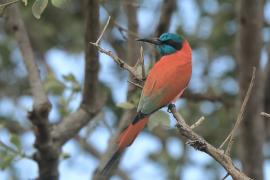 Żołna szkarłatna - Merops nubicus - Northern Carmine Bee-eater