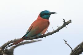 Żołna szkarłatna - Merops nubicus - Northern Carmine Bee-eater