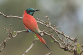 Żołna szkarłatna - Merops nubicus - Northern Carmine Bee-eater