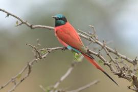 Żołna szkarłatna - Merops nubicus - Northern Carmine Bee-eater