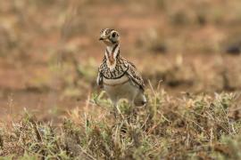 Nocobieg ozdobny - Rhinoptilus cinctus - Three-banded Courser