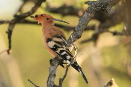 Dudek - Upupa epops - Common Hoopoe