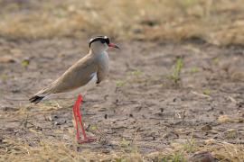 Czajka koroniasta - Vanellus coronatus - Crowned Lapwing