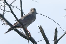 Jastrzębiak ciemny - Melierax metabates - Dark Chanting Goshawk