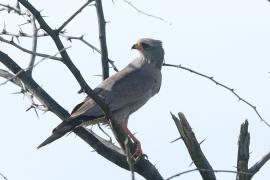 Jastrzębiak ciemny - Melierax metabates - Dark Chanting Goshawk