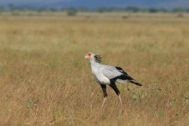 Sekretarz - Sagittarius serpentarius - Secretary-bird