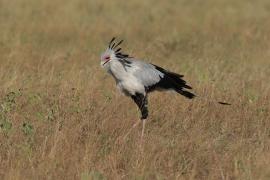 Sekretarz - Sagittarius serpentarius - Secretary-bird