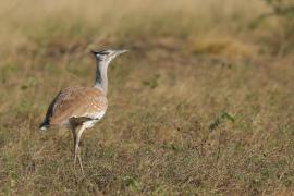 Drop arabski - Ardeotis arabs - Arabian Bustard