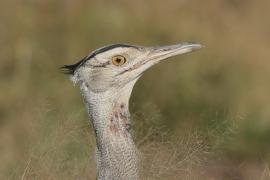 Drop arabski - Ardeotis arabs - Arabian Bustard