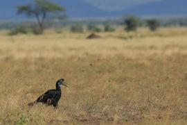 Dzioboróg abisyński - Bucorvus abyssinicus - Northern Ground Hornbill