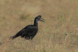 Dzioboróg abisyński - Bucorvus abyssinicus - Northern Ground Hornbill