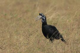 Dzioboróg abisyński - Bucorvus abyssinicus - Northern Ground Hornbill