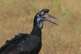 Dzioboróg abisyński - Bucorvus abyssinicus - Northern Ground Hornbill