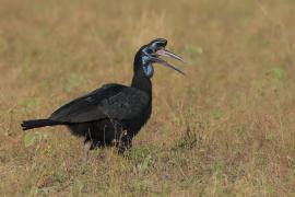 Dzioboróg abisyński - Bucorvus abyssinicus - Northern Ground Hornbill