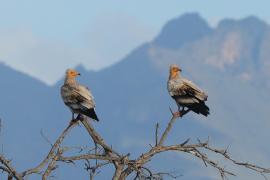 Ścierwnik - Neophron percnopterus - Egyptian Vulture