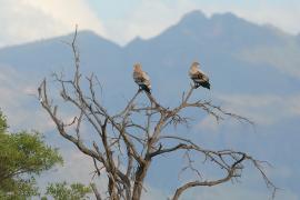 Ścierwnik - Neophron percnopterus - Egyptian Vulture
