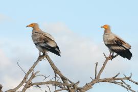 Ścierwnik - Neophron percnopterus - Egyptian Vulture