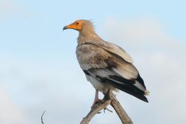 Ścierwnik - Neophron percnopterus - Egyptian Vulture