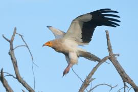 Ścierwnik - Neophron percnopterus - Egyptian Vulture