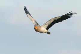 Ścierwnik - Neophron percnopterus - Egyptian Vulture