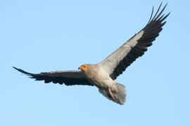 Ścierwnik - Neophron percnopterus - Egyptian Vulture