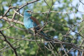Kraska abisyńska - Coracias abyssinicus - Abyssinian Roller