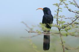 Czarnodudek czerwonodzioby - Rhinopomastus minor - Abyssinian Scimitarbill