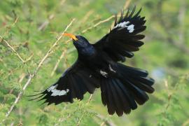 Czarnodudek czerwonodzioby - Rhinopomastus minor - Abyssinian Scimitarbill