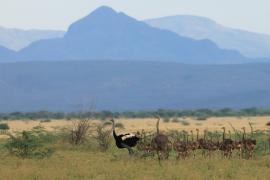 Struś szaroskóry - Sturio molybdophanes - Somali Ostrich