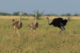 Struś szaroskóry - Sturio molybdophanes - Somali Ostrich