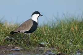 Czajka szponiasta - Vanellus spinosus - Spur-winged Lapwing