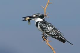 Rybaczek srokaty - Ceryle rudis - Pied Kingfisher