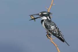 Rybaczek srokaty - Ceryle rudis - Pied Kingfisher