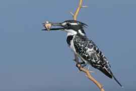 Rybaczek srokaty - Ceryle rudis - Pied Kingfisher