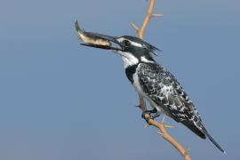 Rybaczek srokaty - Ceryle rudis - Pied Kingfisher