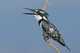 Rybaczek srokaty - Ceryle rudis - Pied Kingfisher