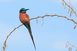 Żołna szkarłatna - Merops nubicus - Northern Carmine Bee-eater