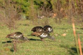 Ibis koralikowy - Bostrychia carunculata - Wattled Ibis