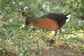 Rudowodnik - Rougetius rougetii - Rouget's Rail