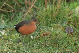 Rudowodnik - Rougetius rougetii - Rouget's Rail