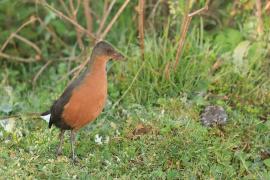 Rudowodnik - Rougetius rougetii - Rouget's Rail