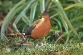 Rudowodnik - Rougetius rougetii - Rouget's Rail