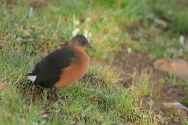 Rudowodnik - Rougetius rougetii - Rouget's Rail