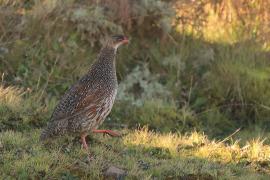 Szponiastonóg etiopski - Pternistis castaneicollis - Chestnut-naped Francolin