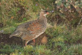 Szponiastonóg etiopski - Pternistis castaneicollis - Chestnut-naped Francolin