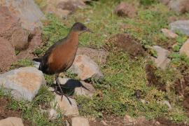 Rudowodnik - Rougetius rougetii - Rouget's Rail