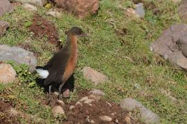 Rudowodnik - Rougetius rougetii - Rouget's Rail