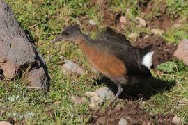Rudowodnik - Rougetius rougetii - Rouget's Rail