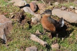 Rudowodnik - Rougetius rougetii - Rouget's Rail